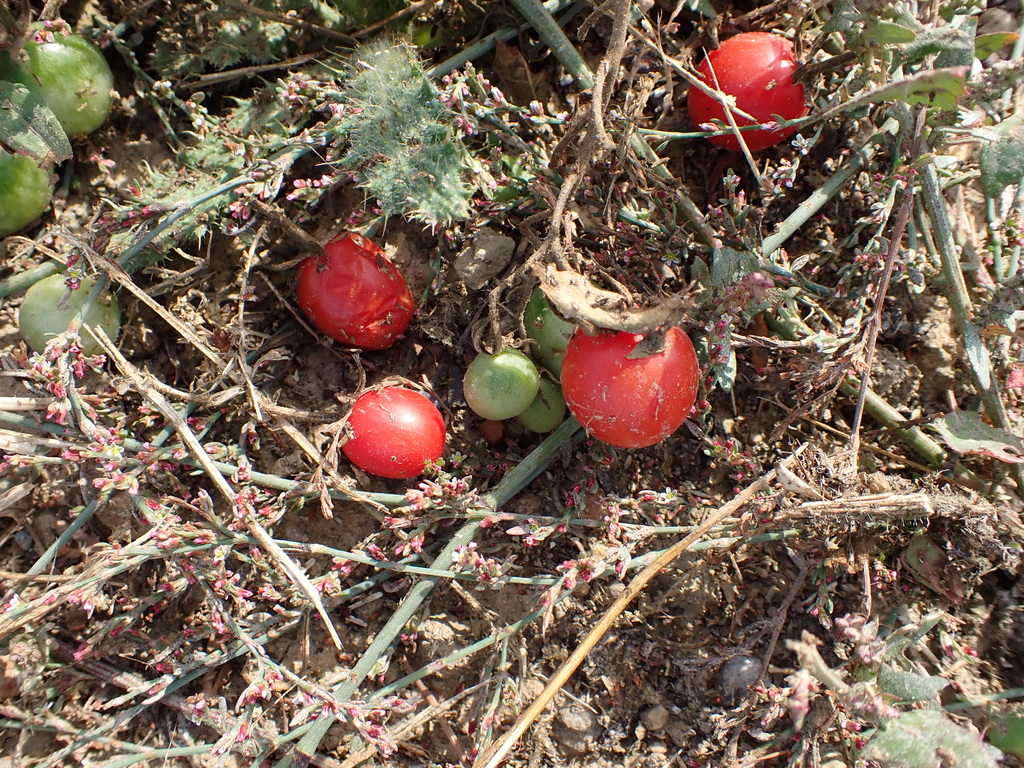 tomato — botanical reference photograph