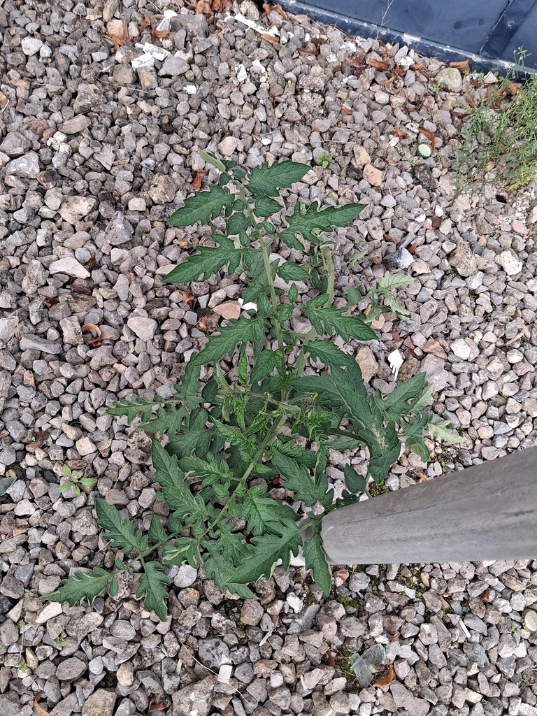 tomato — botanical reference photograph
