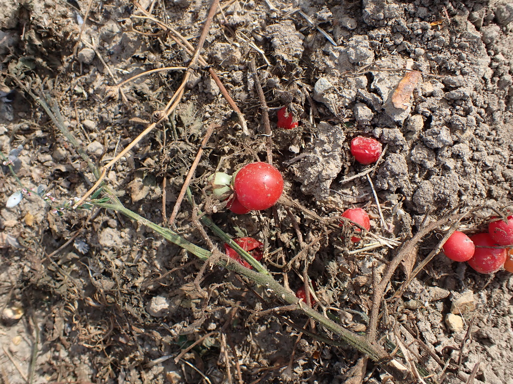 tomato — botanical reference photograph