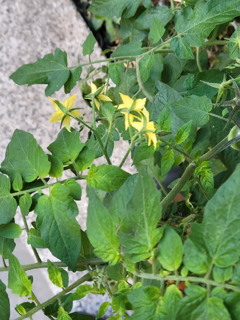 tomato — botanical reference photograph