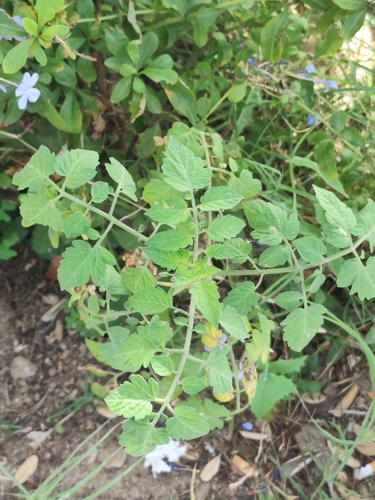 tomato — botanical reference photograph