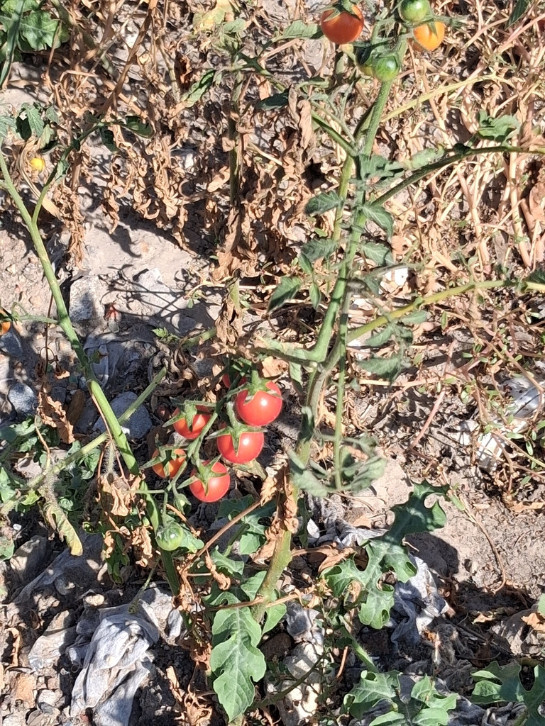 tomato — botanical reference photograph