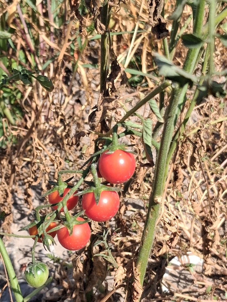 tomato — botanical reference photograph