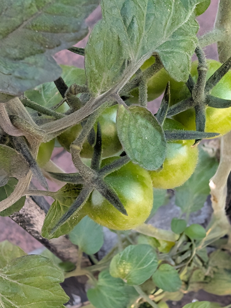 tomato — botanical reference photograph