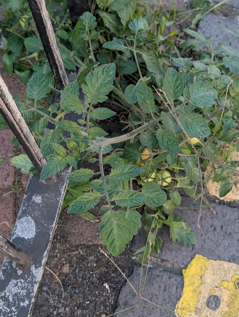 tomato — botanical reference photograph