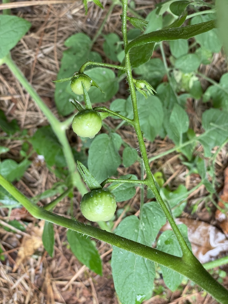 tomato — botanical reference photograph