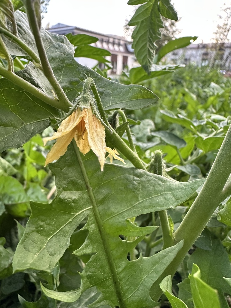 tomato — botanical reference photograph
