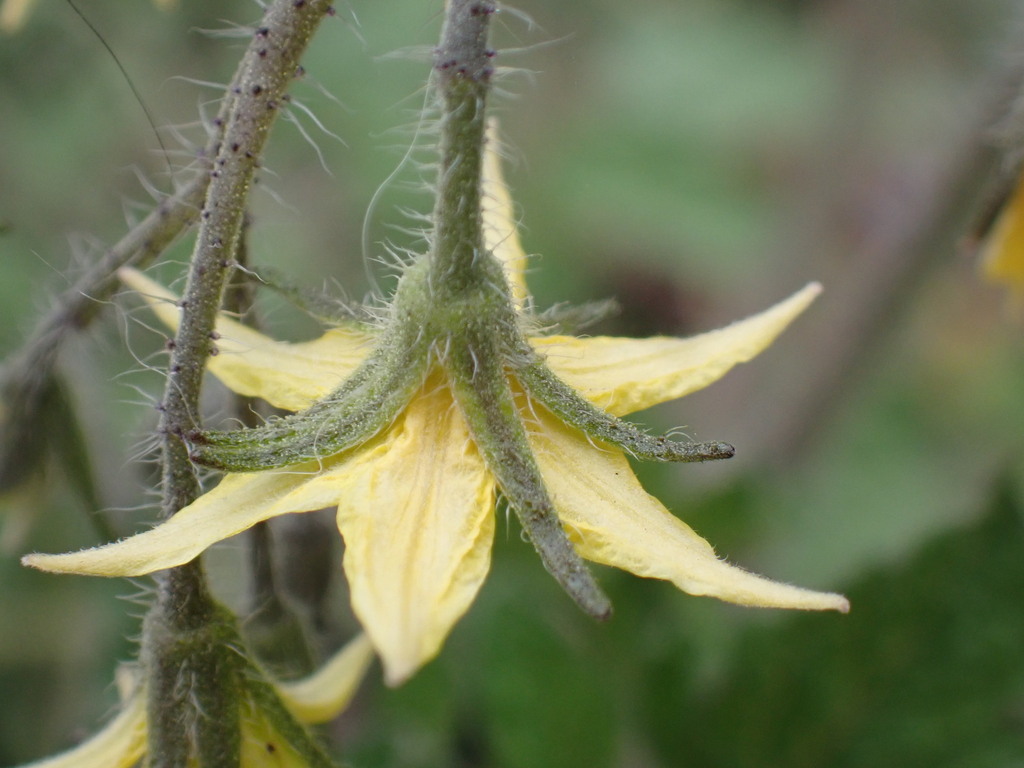 tomato — botanical reference photograph