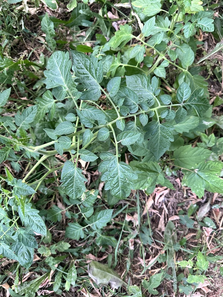tomato — botanical reference photograph