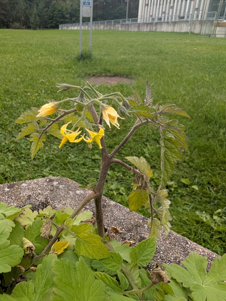 tomato — botanical reference photograph