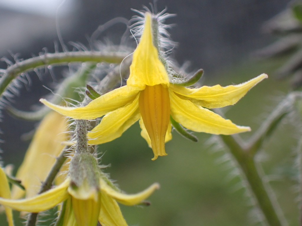 tomato — botanical reference photograph