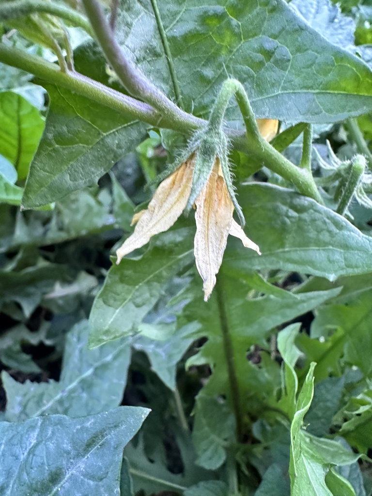 tomato — botanical reference photograph