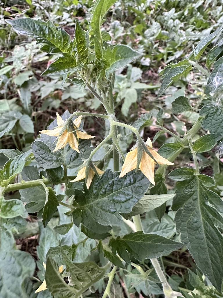 tomato — botanical reference photograph