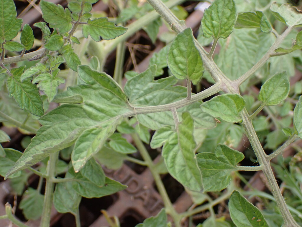 tomato — botanical reference photograph