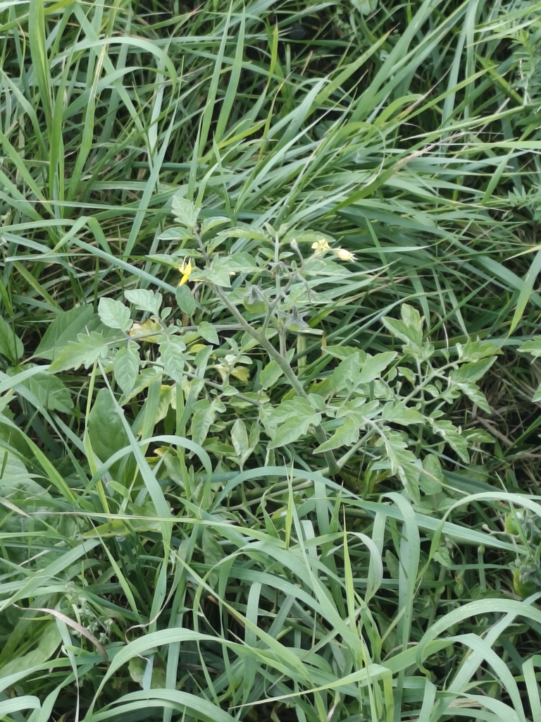 tomato — botanical reference photograph