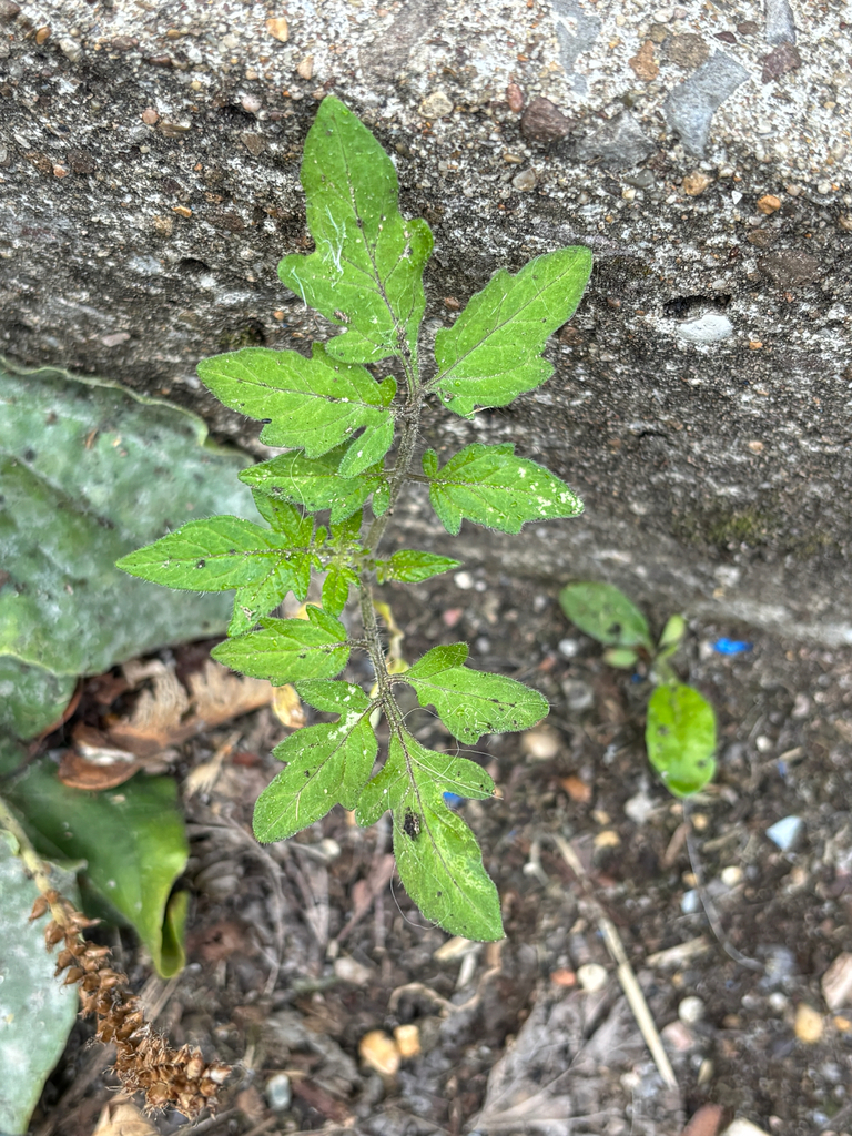 tomato — botanical reference photograph