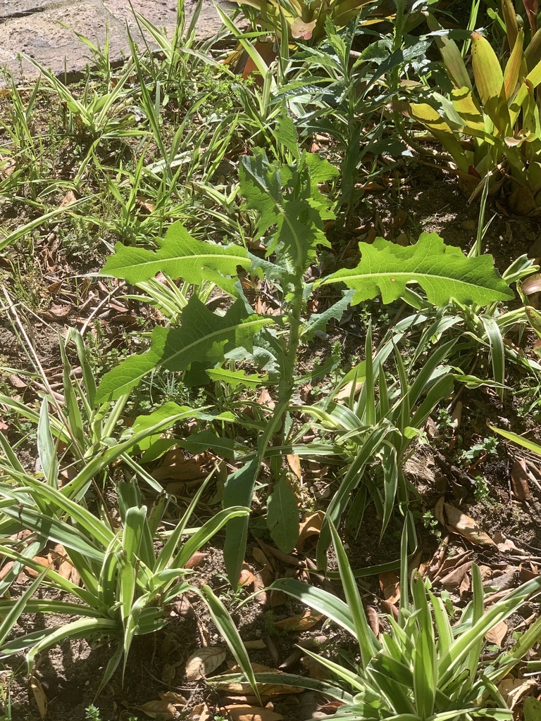 prickly lettuce — botanical reference photograph