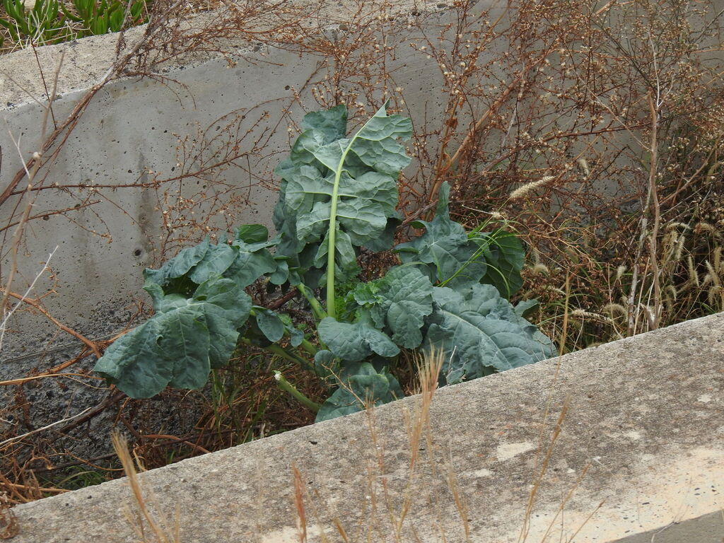 cabbage, broccoli, and allies — botanical reference photograph