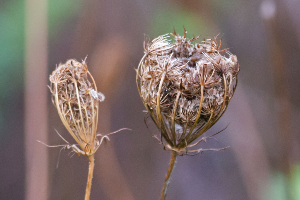 wild carrot — botanical reference photograph