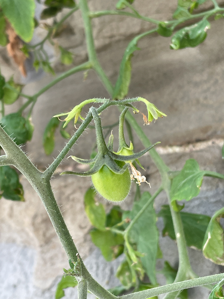 tomato — botanical reference photograph