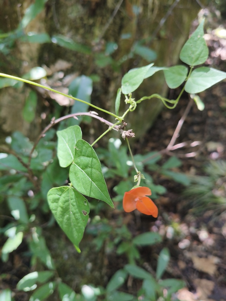 Runner bean — botanical reference photograph