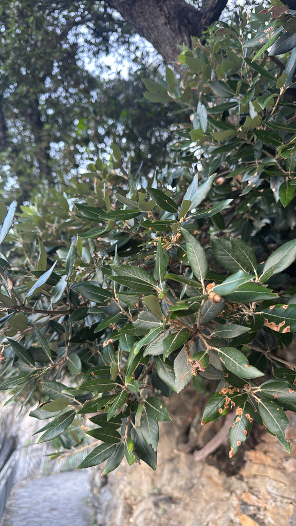 Holm oak — botanical reference photograph