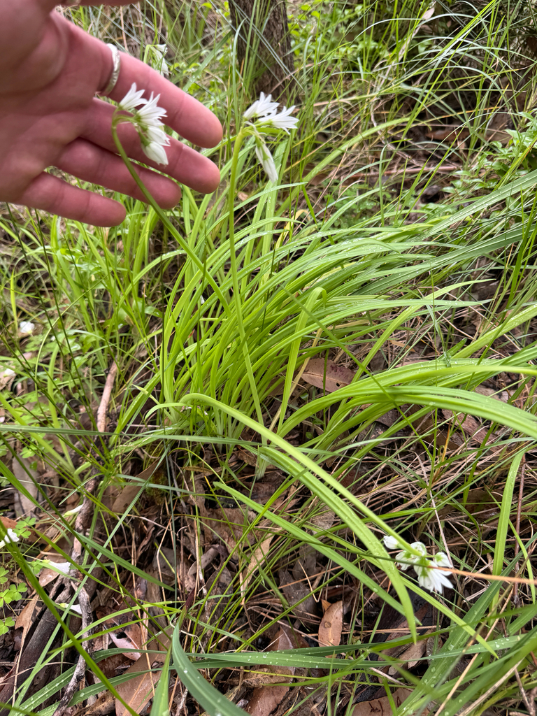 Three-cornered garlic — botanical reference photograph