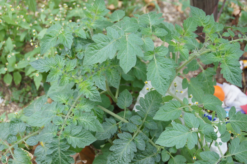 tomato — botanical reference photograph