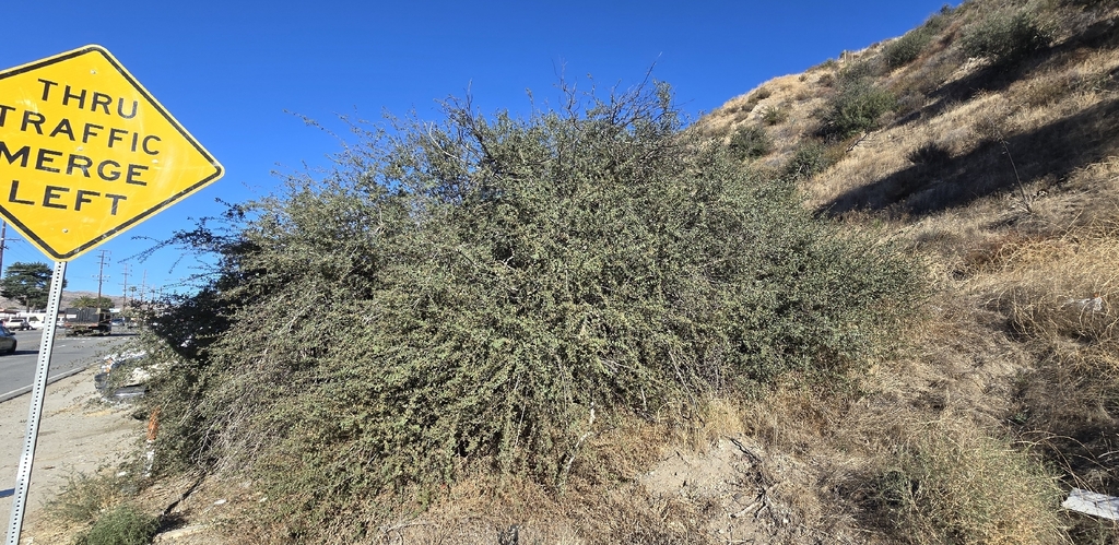 Tucker's Oak — botanical reference photograph