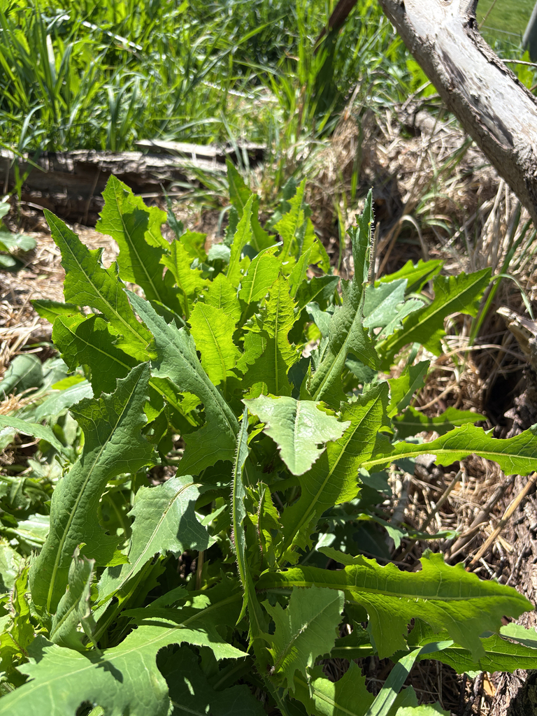prickly lettuce — botanical reference photograph