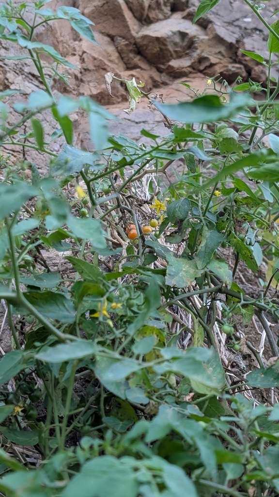 tomato — botanical reference photograph