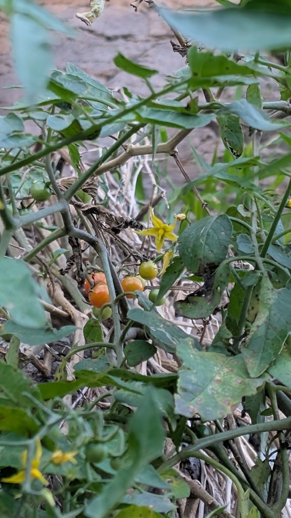 tomato — botanical reference photograph