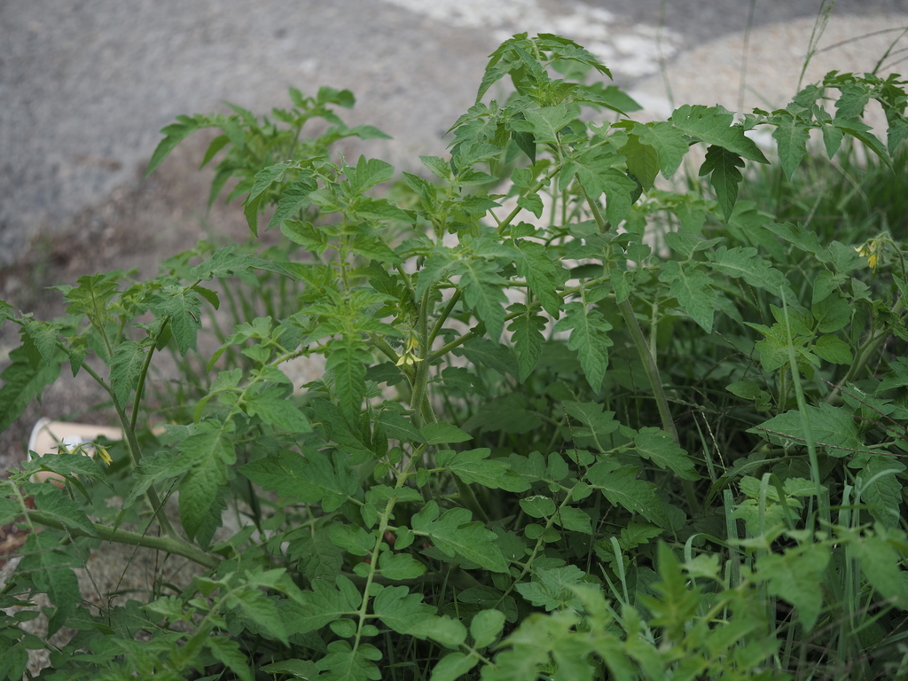 tomato — botanical reference photograph