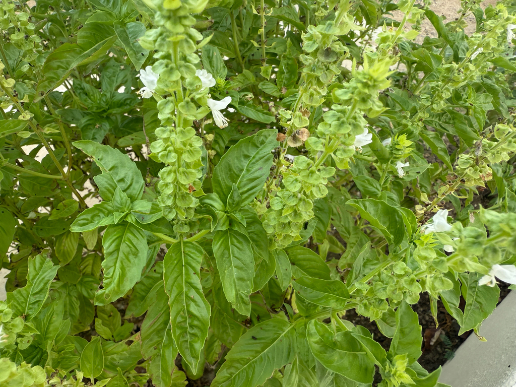 Sweet basil — botanical reference photograph