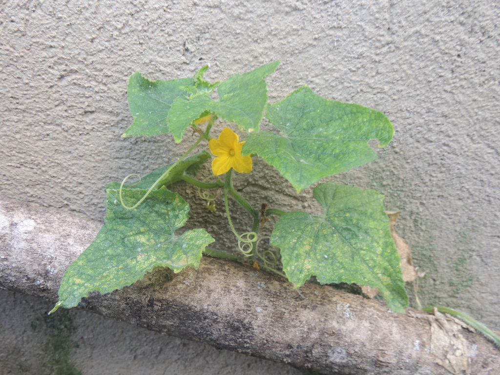 Cucumber — botanical reference photograph