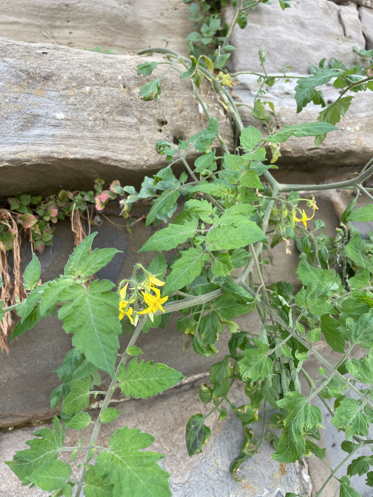 tomato — botanical reference photograph