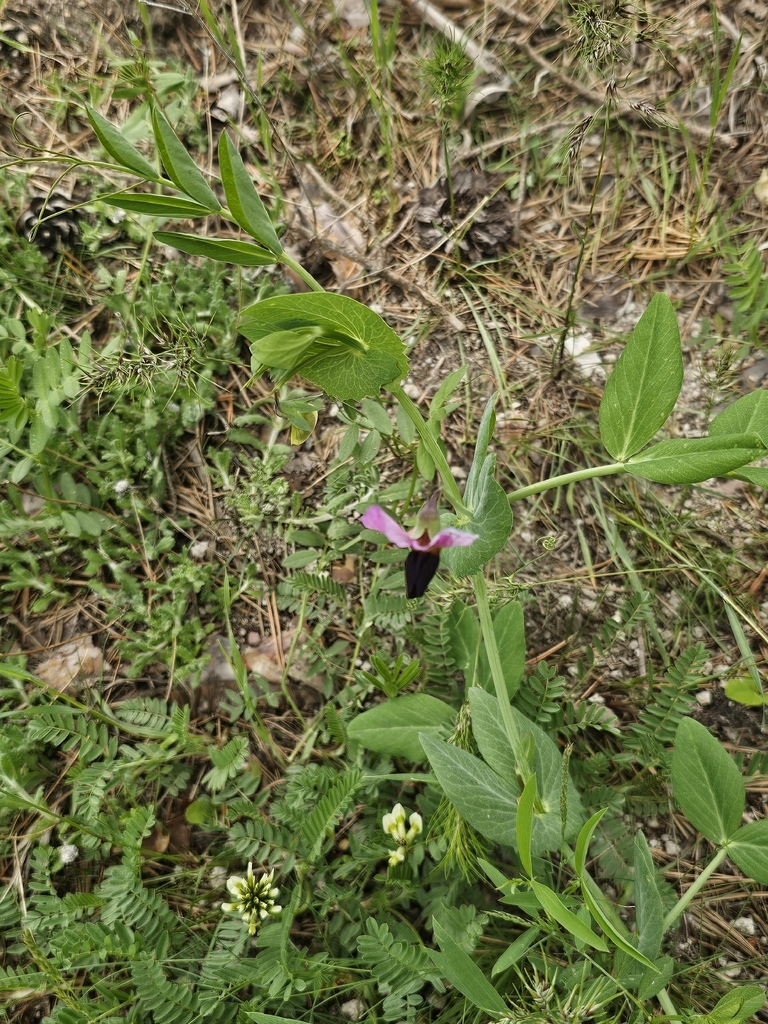 Common Pea — botanical reference photograph