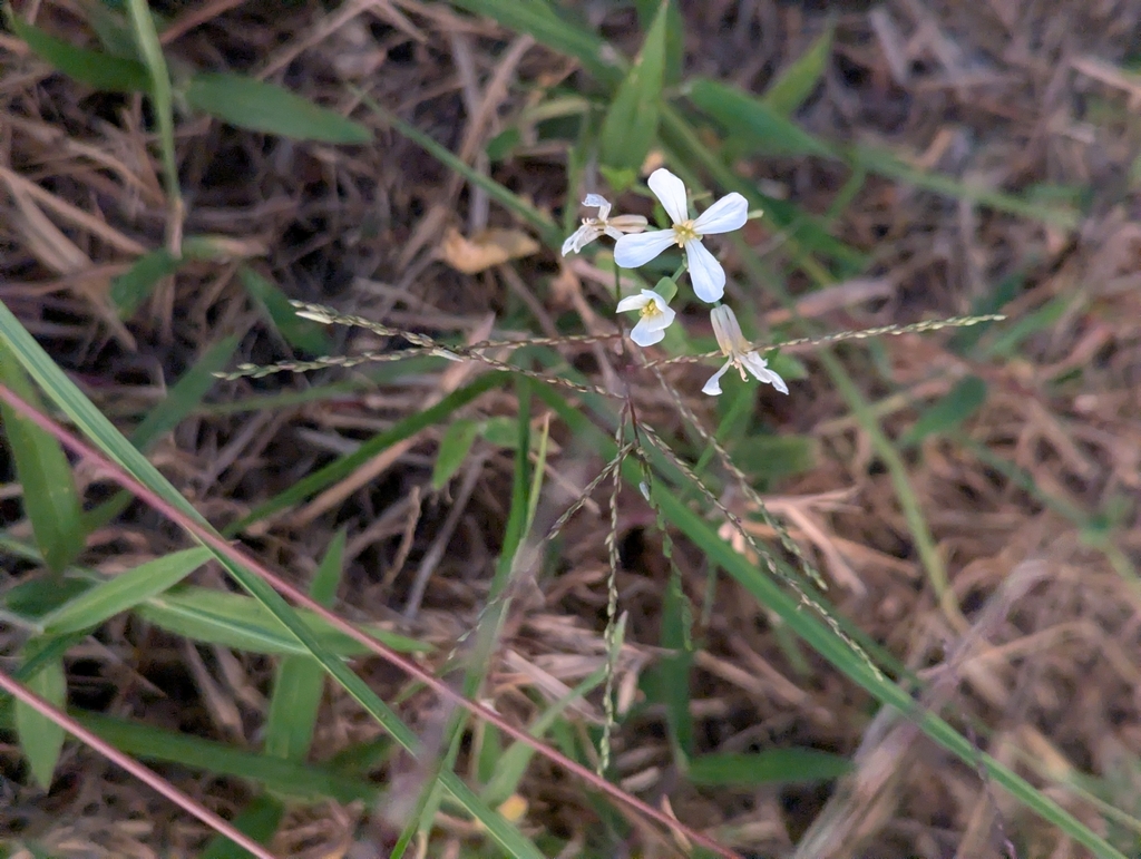 garden radish — botanical reference photograph